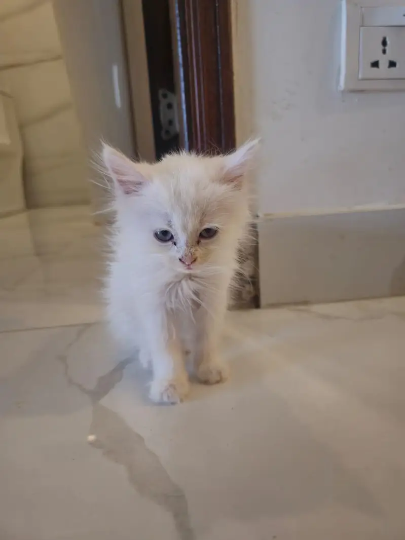 persian kitten — photo 3