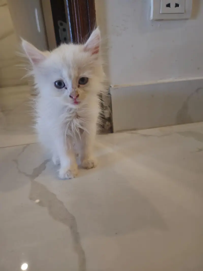 persian kitten — photo 4