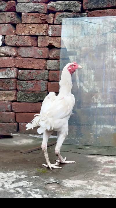 heera male aseel