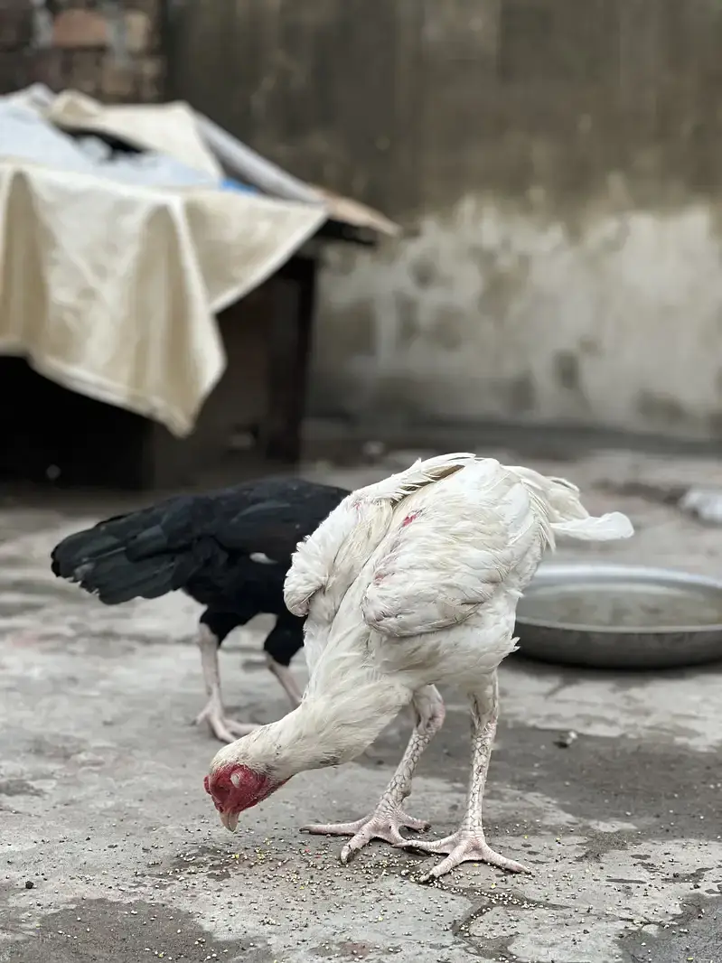 heera male aseel — photo 2