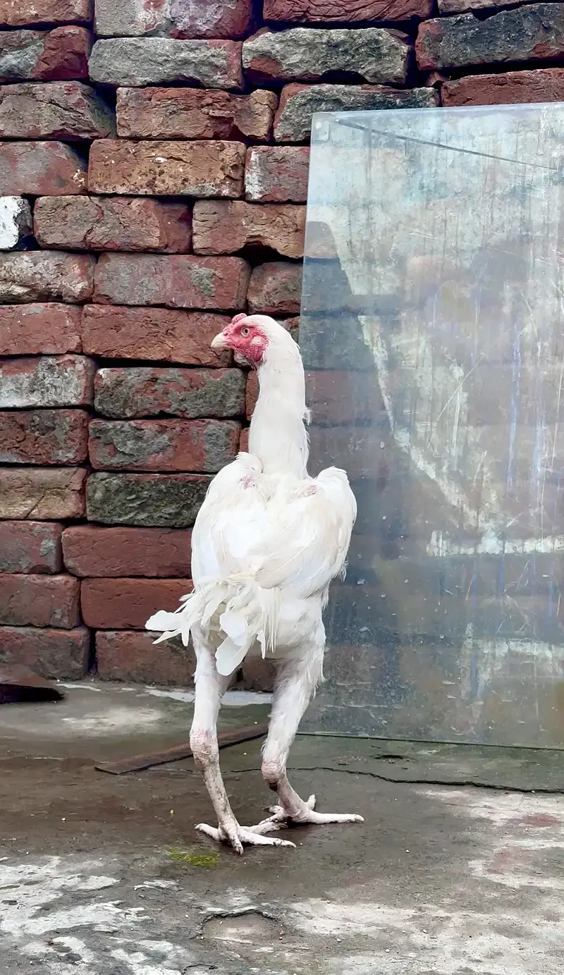 heera male aseel — photo 4