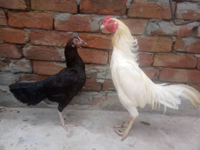 Hera murga mushki  madi