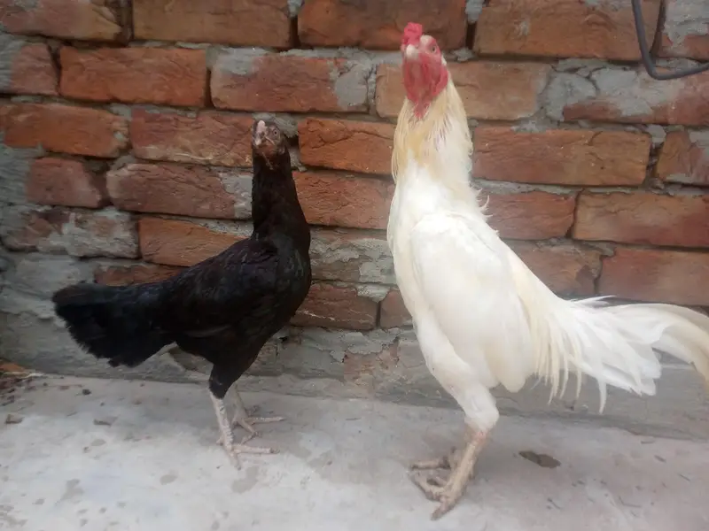 Hera murga mushki  madi — photo 2