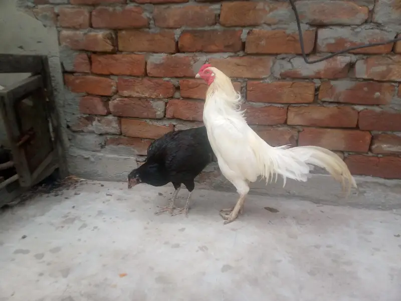 Hera murga mushki  madi — photo 3