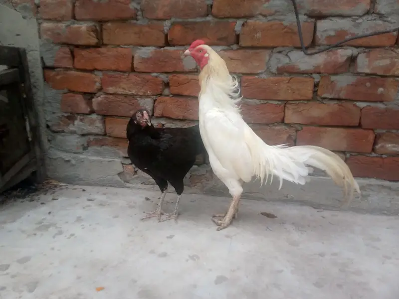Hera murga mushki  madi — photo 4