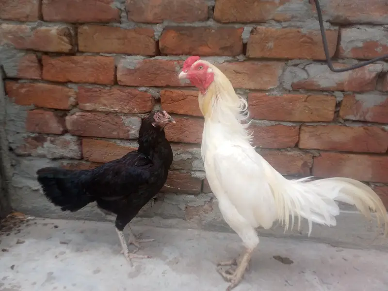 Hera murga mushki  madi — photo 5
