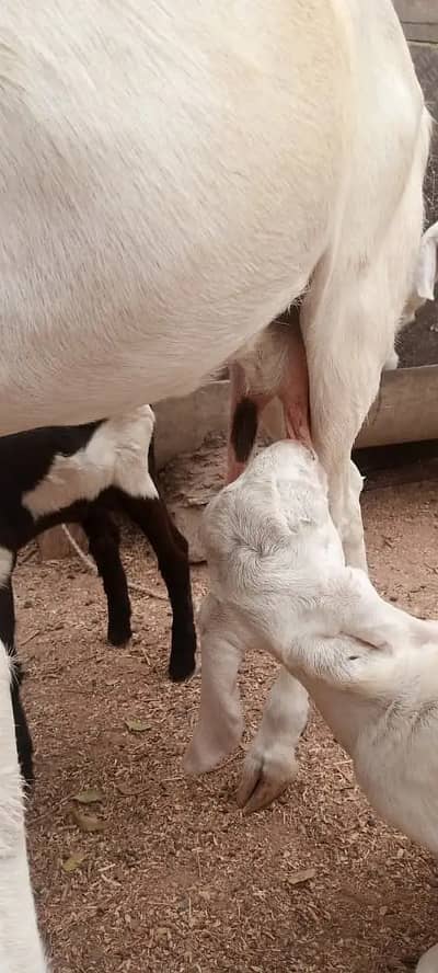gulabi  bakri | Desi Goat | بکری | Goat for sale