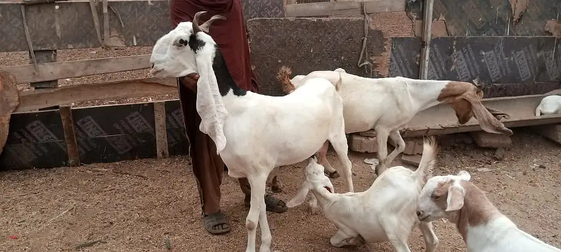 gulabi  bakri | Desi Goat | بکری | Goat for sale — photo 2