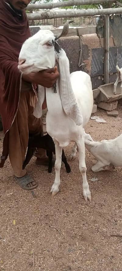 gulabi  bakri | Desi Goat | بکری | Goat for sale