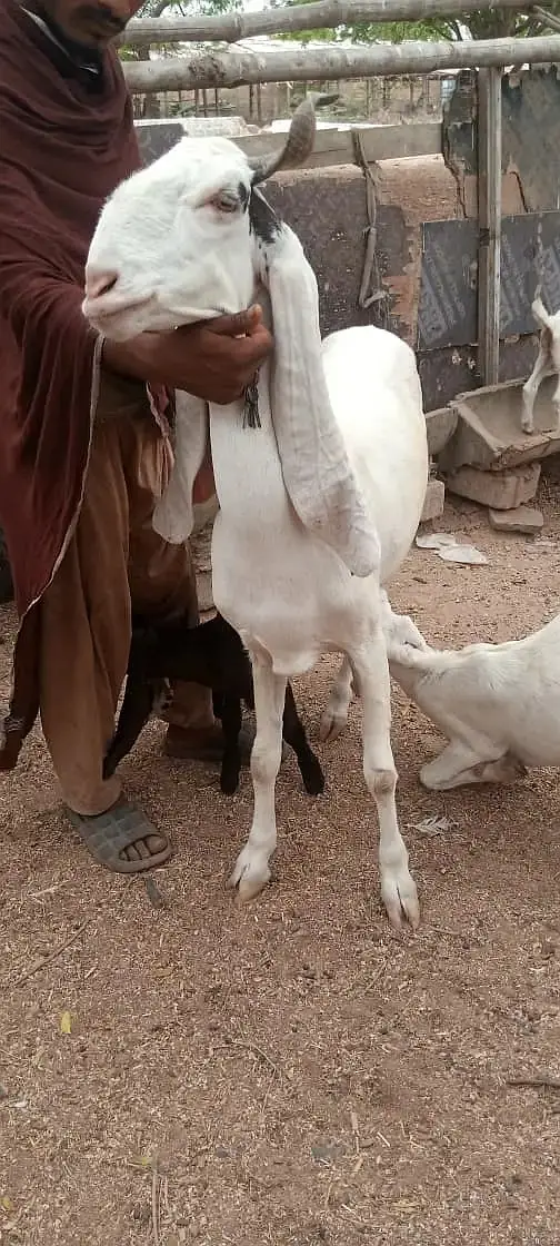 gulabi  bakri | Desi Goat | بکری | Goat for sale — photo 3