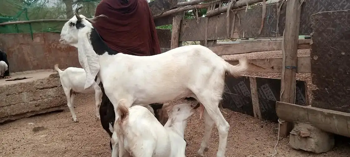 gulabi  bakri | Desi Goat | بکری | Goat for sale — photo 4