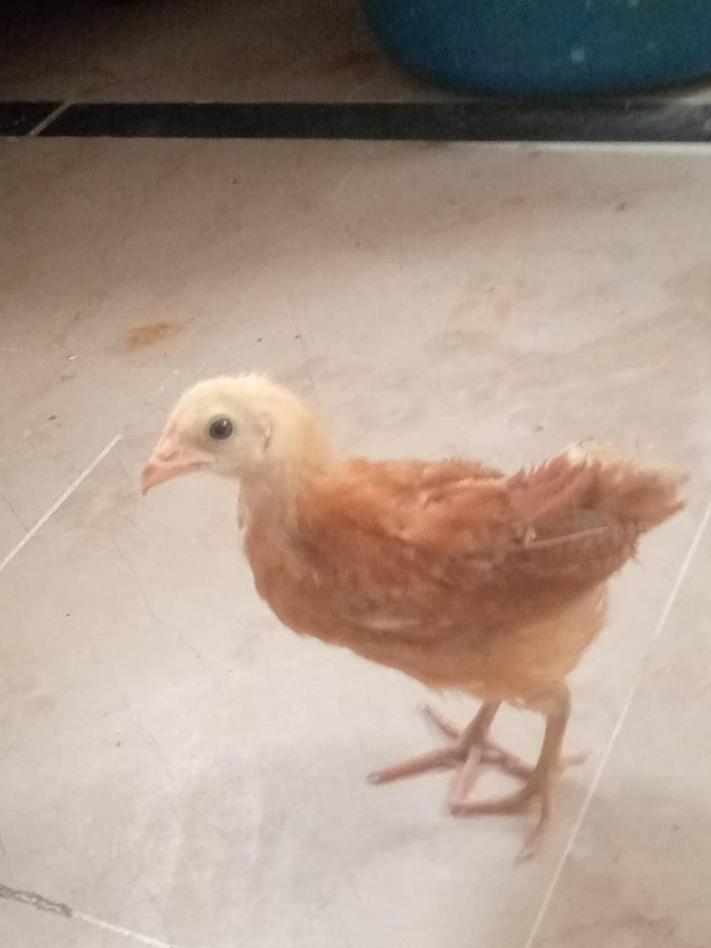 desi OK condition 0