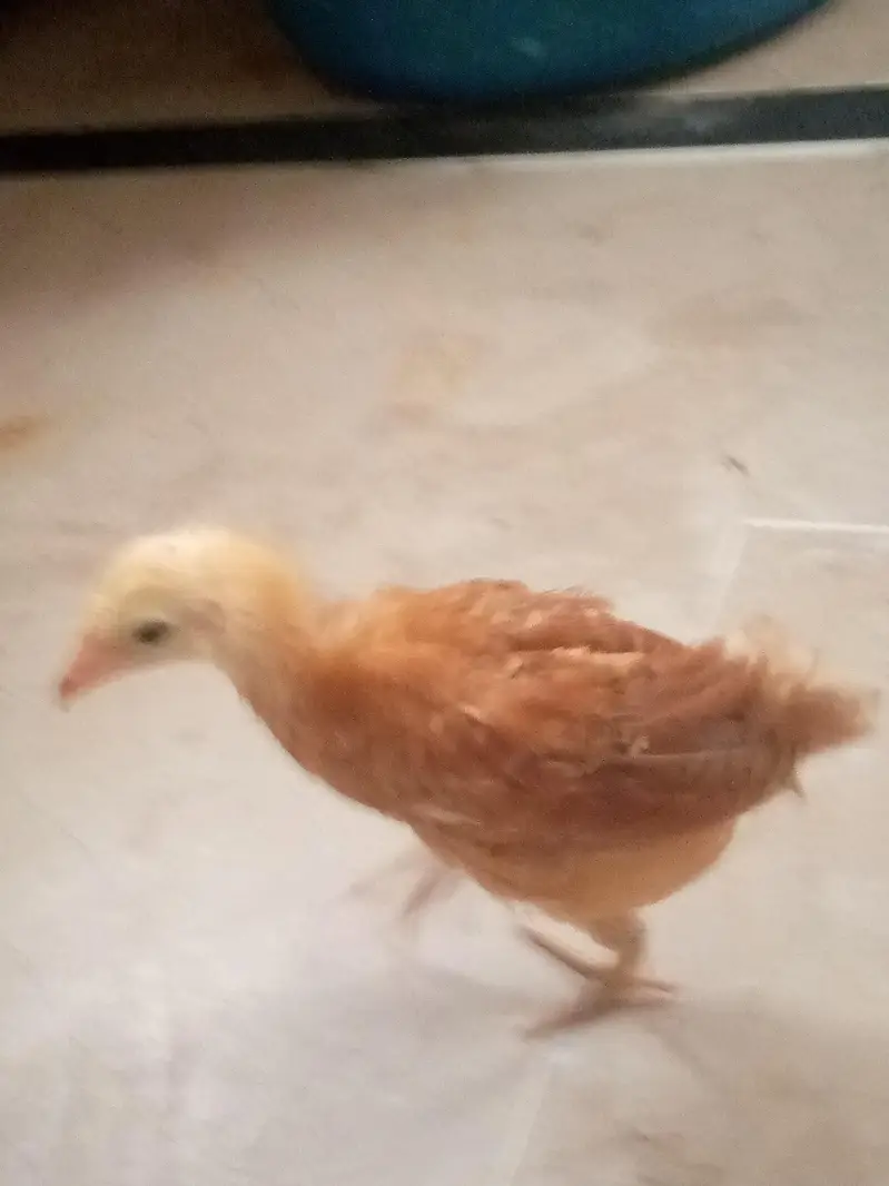 desi OK condition — photo 2