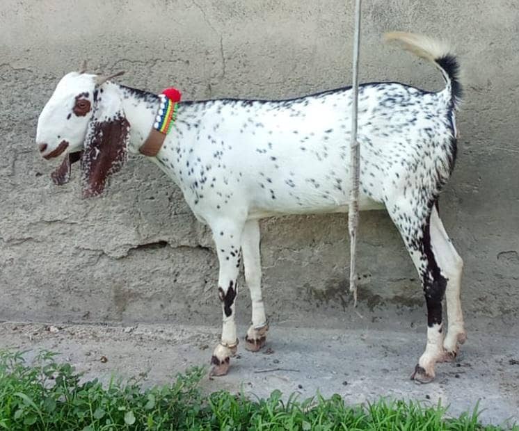 دو دانت پٹھیں فار سیل 1