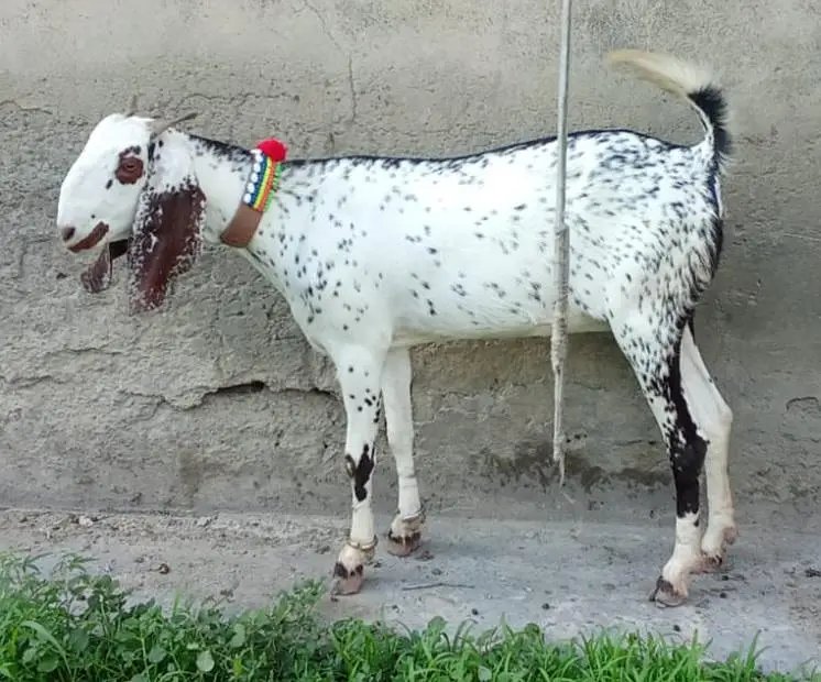 دو دانت پٹھیں فار سیل — photo 2