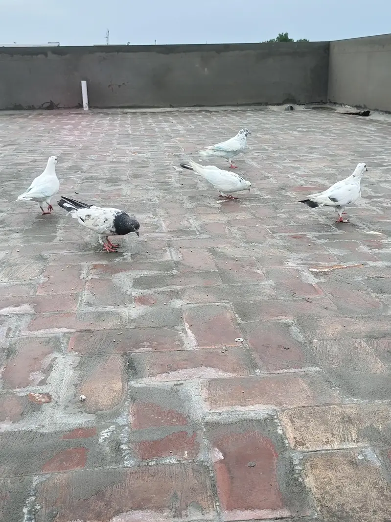 parwazi kabotar03217005474 call. whatsapp — photo 2