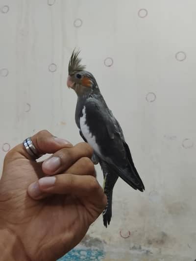 hand taim Eno siplit cocktail 03065482407