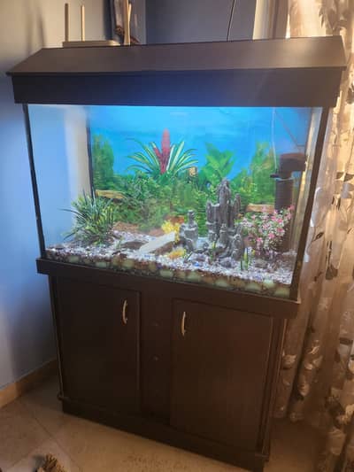 Fish Aquarium