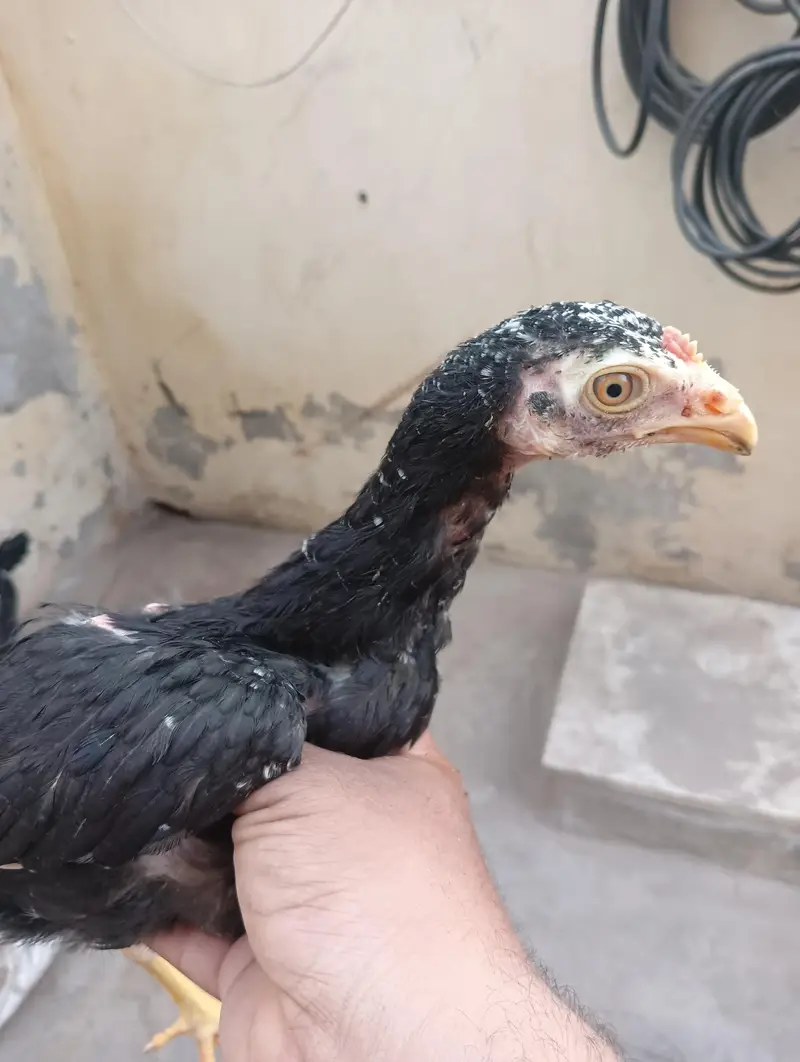 Pure Aseel Mianwali Patha for Sale 03114026806 — photo 3