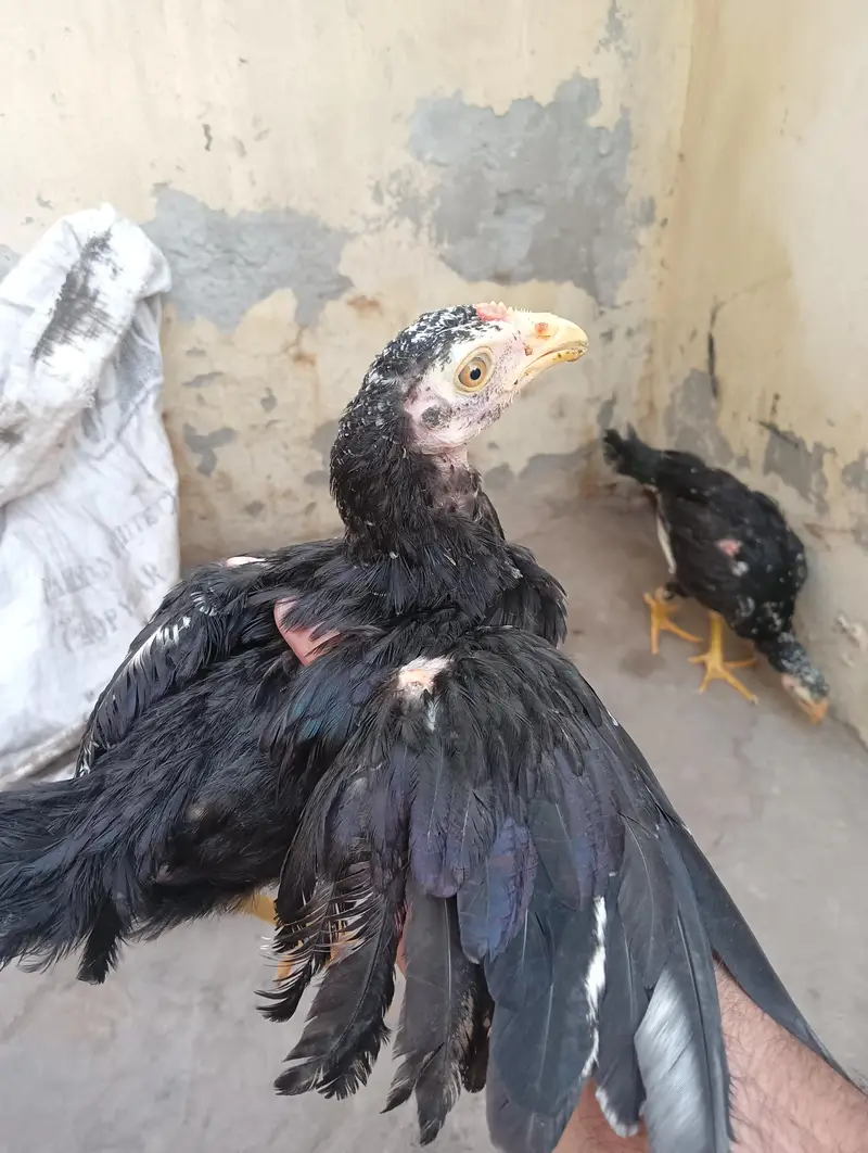 Pure Aseel Mianwali Patha for Sale 03114026806 — photo 5