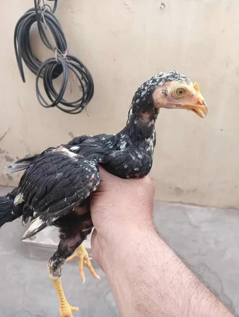Pure Aseel Mianwali Patha for Sale 03114026806 — photo 6