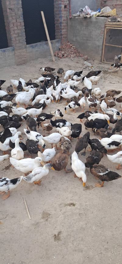 Ducks Active and healthy