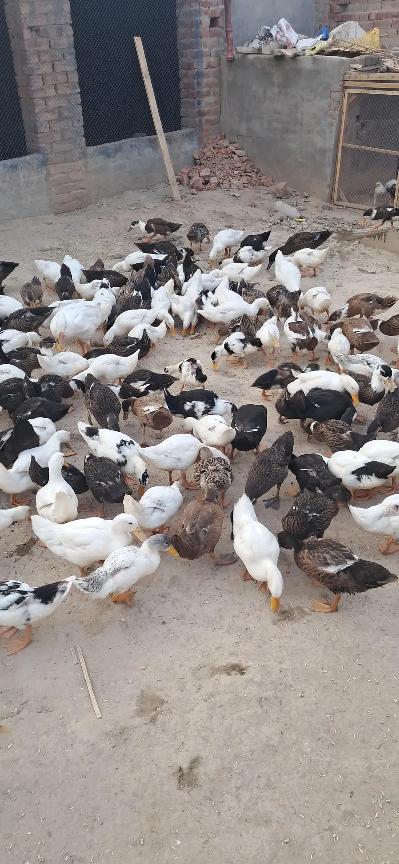 Ducks Active and healthy