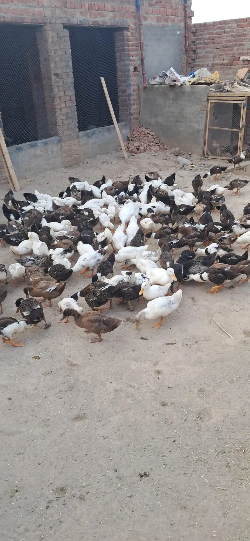 Ducks Active and healthy — photo 2