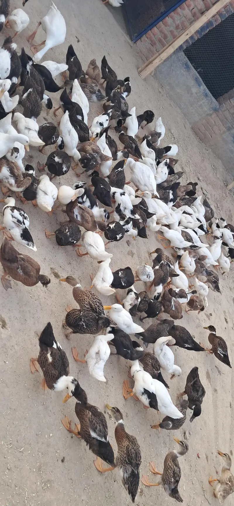 Ducks Active and healthy — photo 3