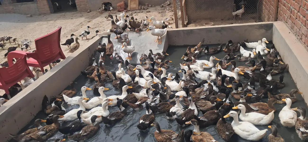 Ducks Active and healthy — photo 4