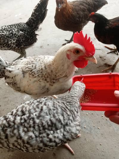 All birds fully health and active