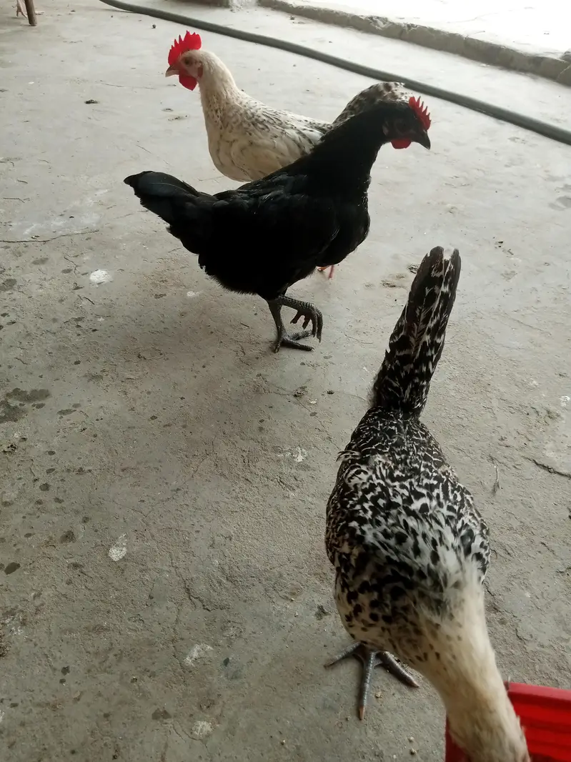 All birds fully health and active — photo 2