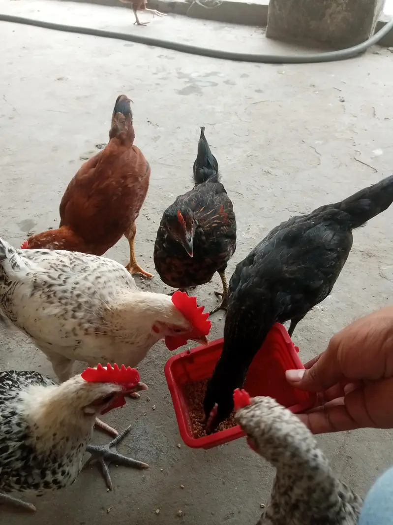 All birds fully health and active — photo 3