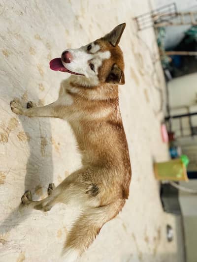 Siberian husky pair