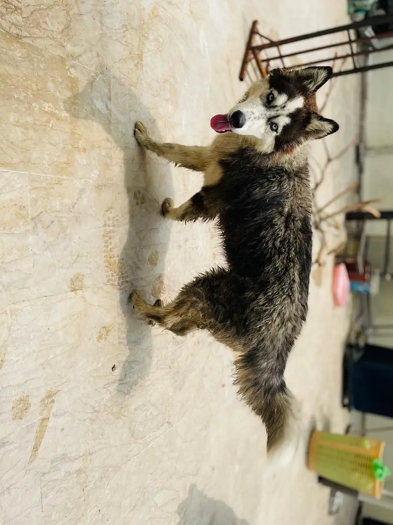 Siberian husky pair — photo 2
