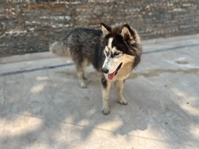 Siberian husky pair — photo 4