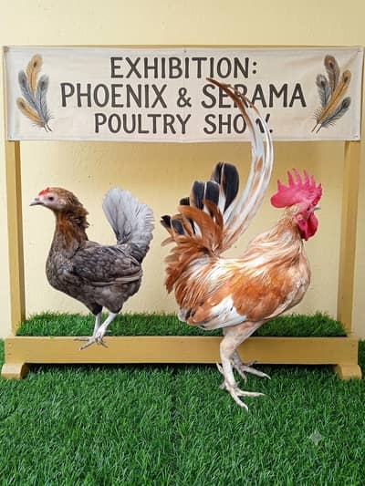  Pure Old English Game Bantam Pair for Sale – Healthy & Egg Laying
