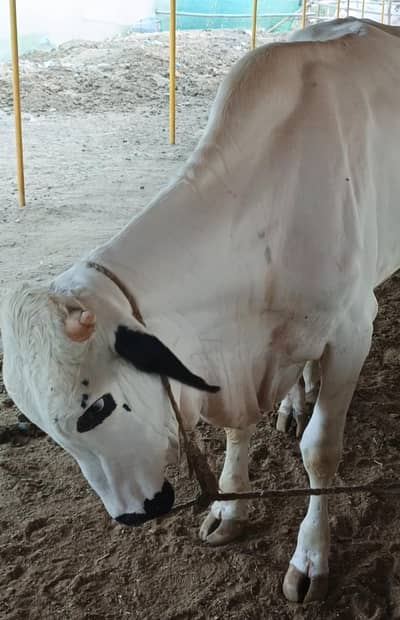 Bull for Qurbani 2027