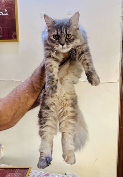 Beautiful Persian Cat – Healthy & Active