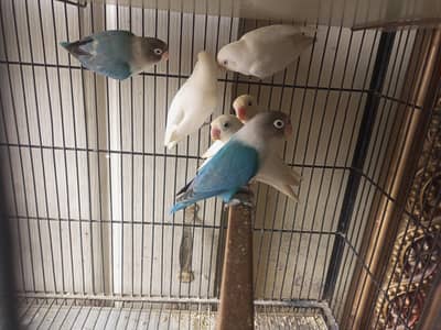 love birds