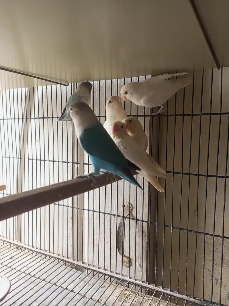 love birds — photo 2