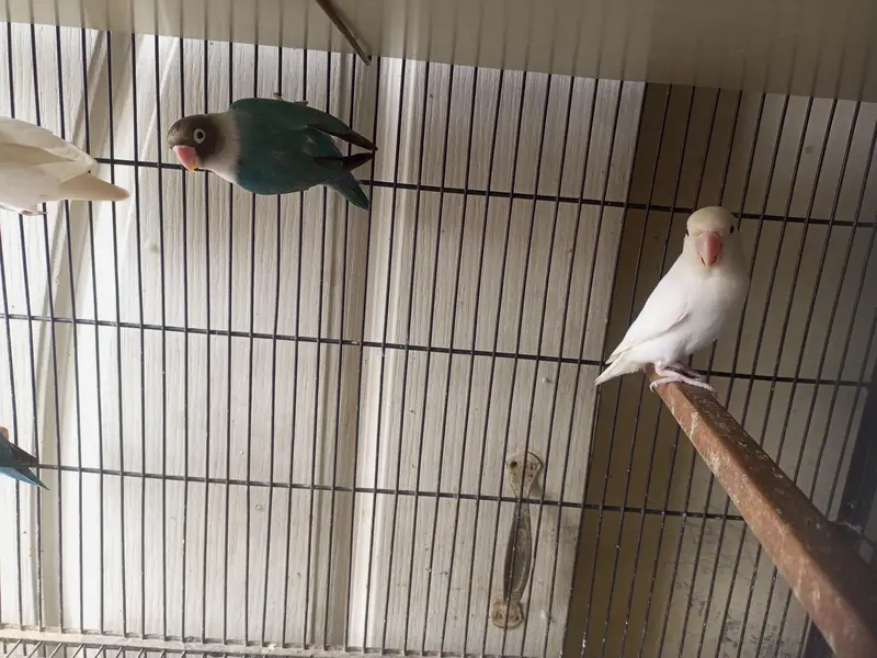 love birds — photo 3