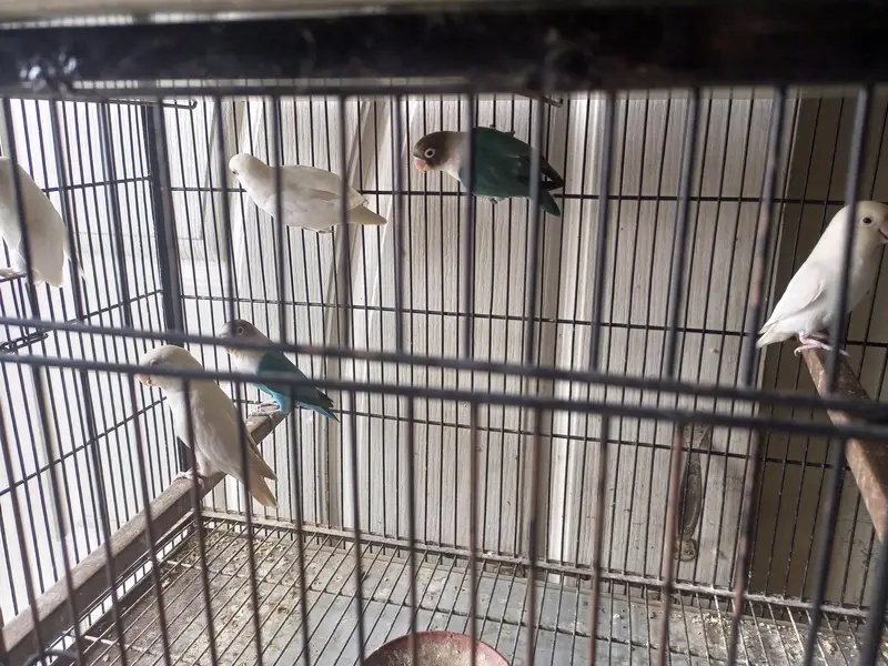 love birds — photo 4
