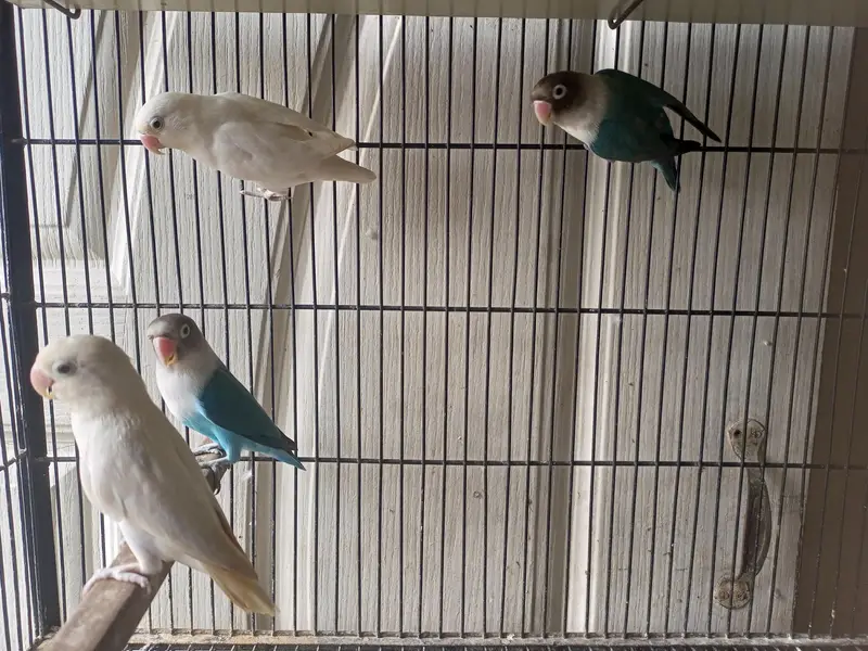 love birds — photo 5
