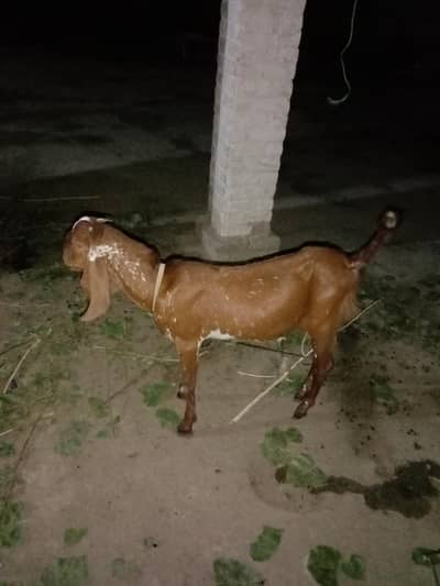 * For Sale: Beautiful Beetal Bakra *