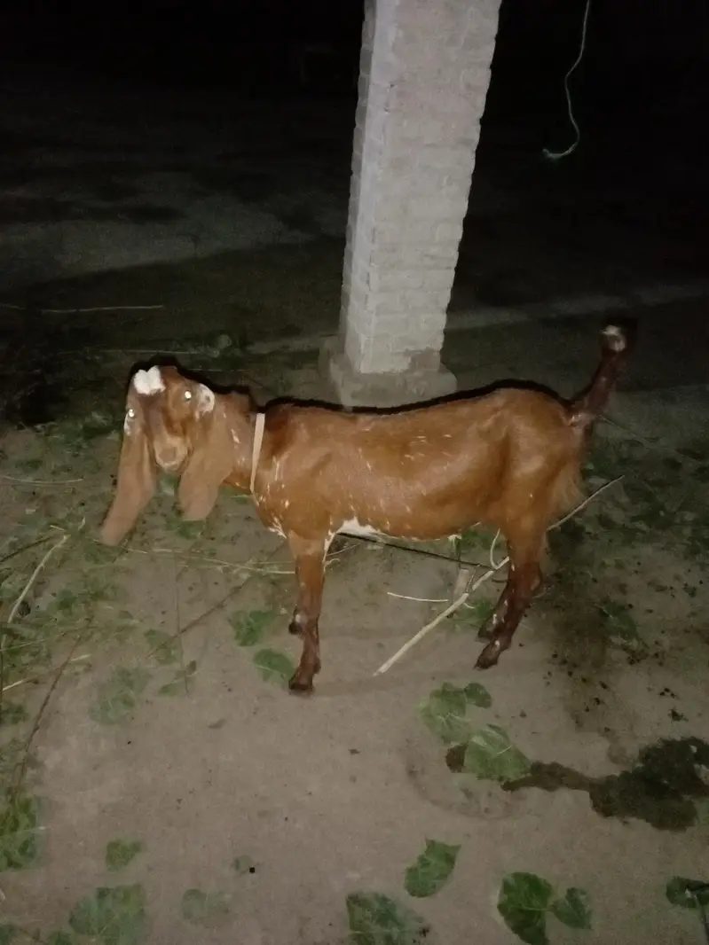 * For Sale: Beautiful Beetal Bakra * — photo 2