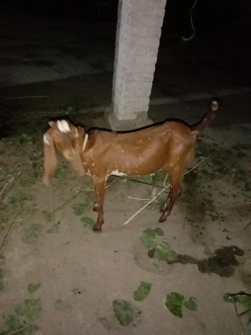 * For Sale: Beautiful Beetal Bakra * — photo 3