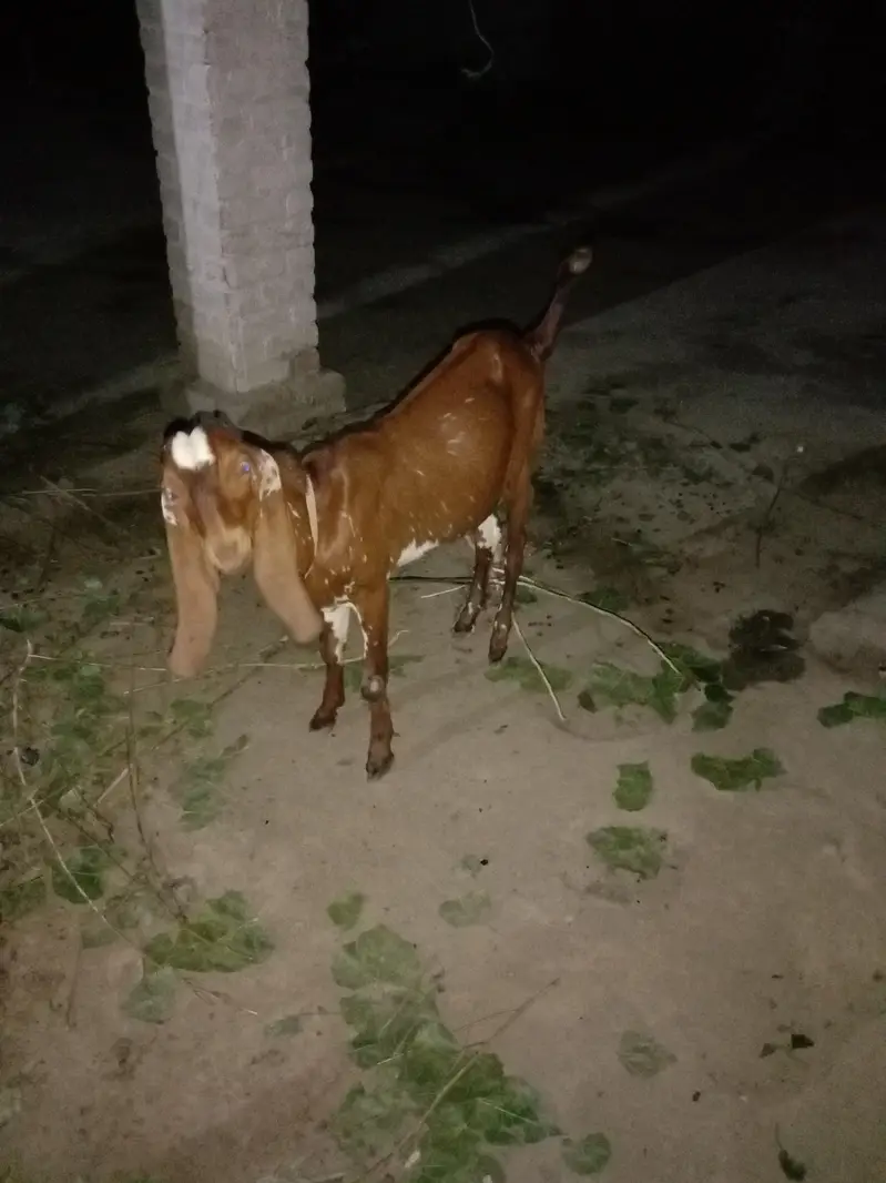 * For Sale: Beautiful Beetal Bakra * — photo 4