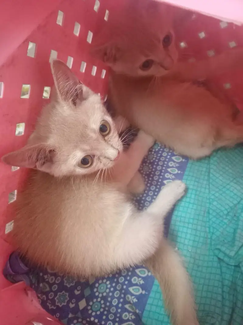 cat baby — photo 2