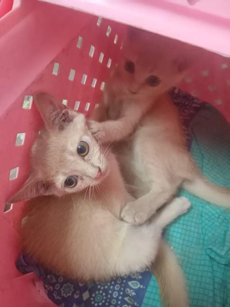 cat baby — photo 3